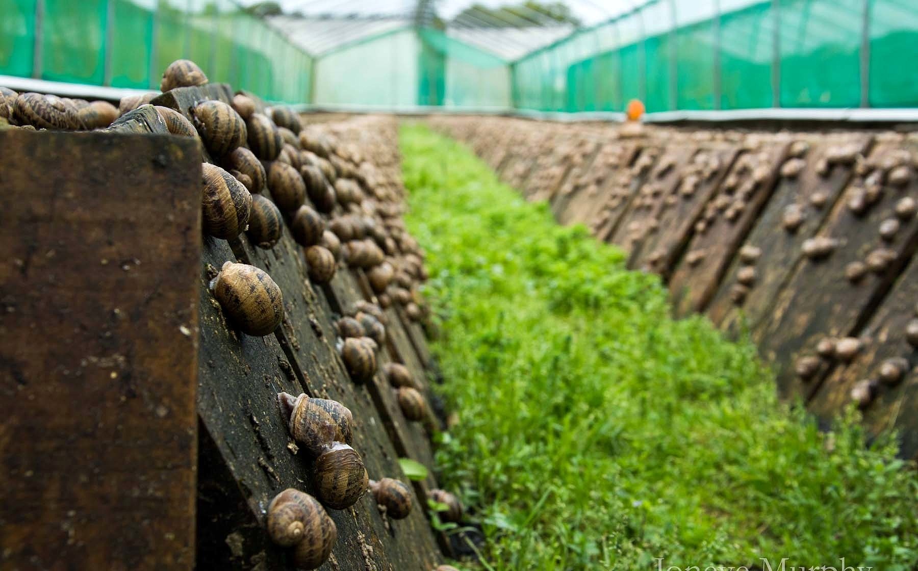 Равликова ферма в Україні: виноградний равлик Helix pomatia для export до Франції, snail caviar, slime cosmetics extract, breeding stock для startup farms